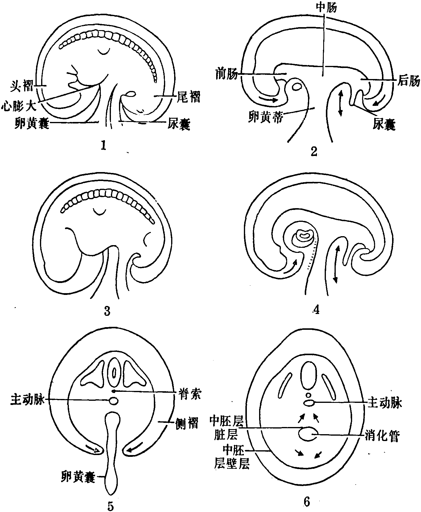 图18～1 胚体外形的演变